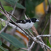 White-naped Seedeater - Photo (c) Justyn Stahl, some rights reserved (CC BY-NC), uploaded by Justyn Stahl