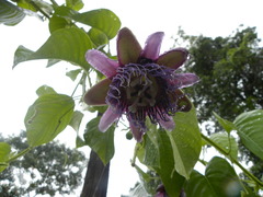 Passiflora quadrangularis