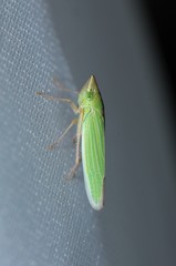 Draeculacephala angulifera