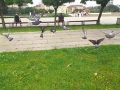 Columba livia domestica