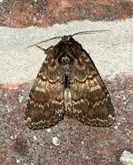 Peridea bordeloni