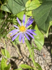 Eurybia spectabilis
