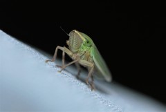 Draeculacephala angulifera