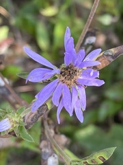 Eurybia spectabilis