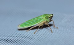 Draeculacephala angulifera