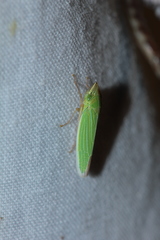 Draeculacephala angulifera