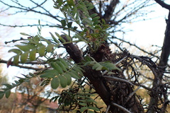Vachellia robusta robusta