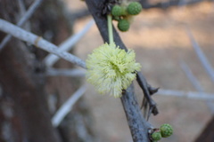 Vachellia robusta robusta