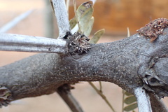 Vachellia robusta robusta