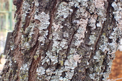 Vachellia robusta robusta