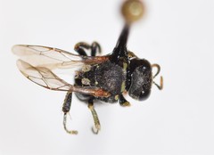 Oxybelus emarginatus