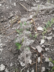 Echium vulgare