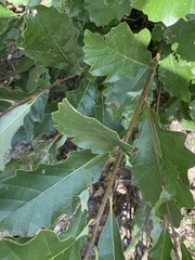 Quercus prinoides