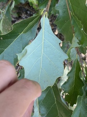 Quercus prinoides