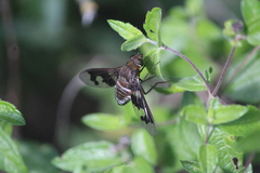 Exoprosopa pueblensis