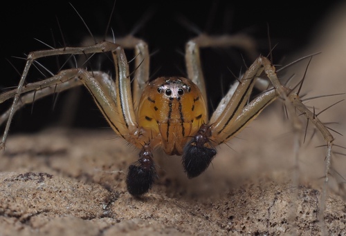 Striped Lynx Spider