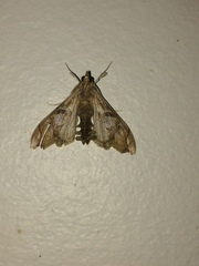 Terastia africana