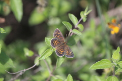 Phyciodes graphica graphica