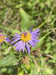 Eurybia spectabilis