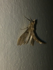 Terastia africana