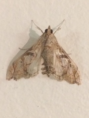 Terastia africana
