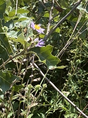 Eurybia spectabilis