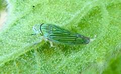 Graphocephala cythura