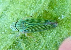 Graphocephala cythura