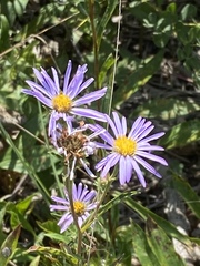Eurybia spectabilis