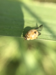 Adalia decempunctata