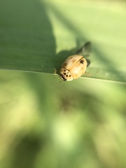 Adalia decempunctata