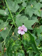 Althaea