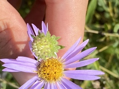 Eurybia spectabilis