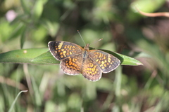 Phyciodes graphica graphica