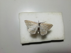 Perconia strigillaria