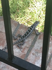 Sceloporus olivaceus