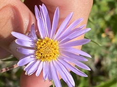 Eurybia spectabilis