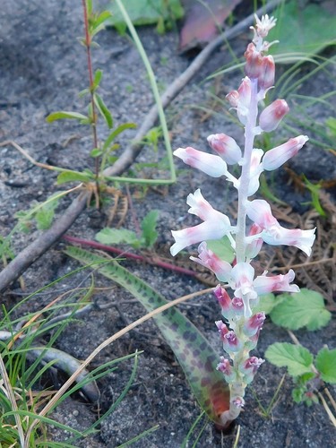 Lachenalia judithiae
