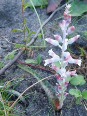 Lachenalia judithiae