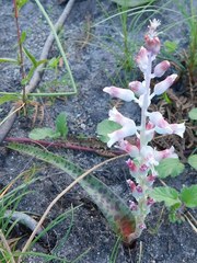 Lachenalia judithiae