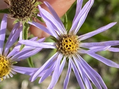 Eurybia spectabilis