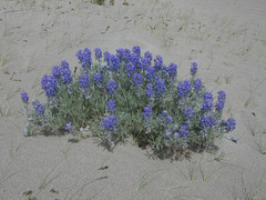 Lupinus kuschei