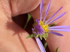Eurybia spectabilis