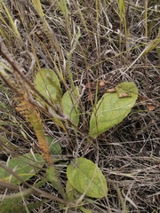 Asteraceae