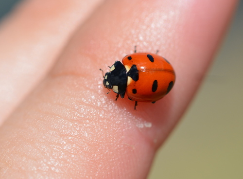 Transverse Lady Beetle