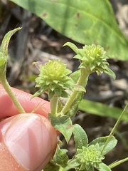 Eurybia spectabilis