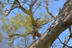 Megaxenops parnaguae