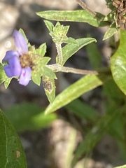 Eurybia spectabilis