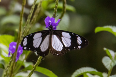 Amauris ochlea ochlea