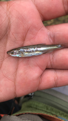 Notropis atherinoides